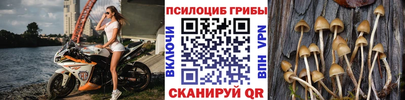 как найти Бежецк Псилоцибиновые грибы GOLDEN TEACHER